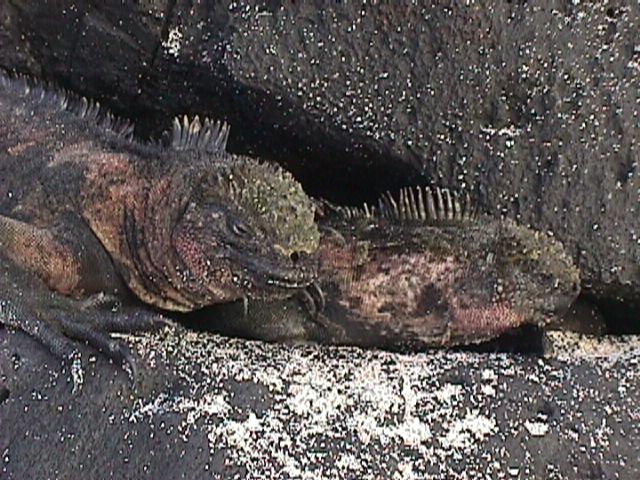 Red & Black Iguanas Blend In